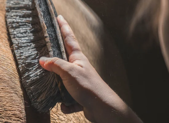 brosse-cheval