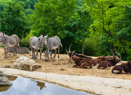 Visite du zoo parc de beauval en colonie pour ados