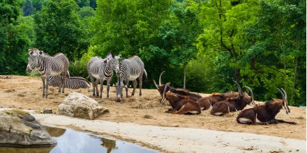 Visite du zoo parc de beauval en colonie pour ados