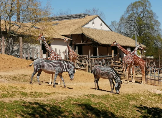 Colonie de vacances pour découvrir les animaux du monde