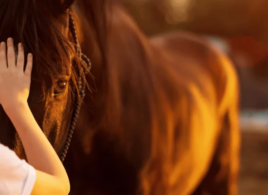 Anglais et équitation au domaine à Saint Cyran