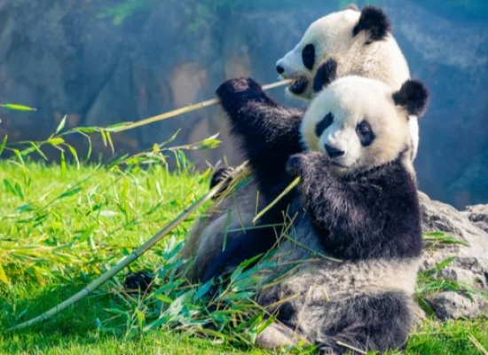 Rencontre avec des pandas au zoo de Beauval