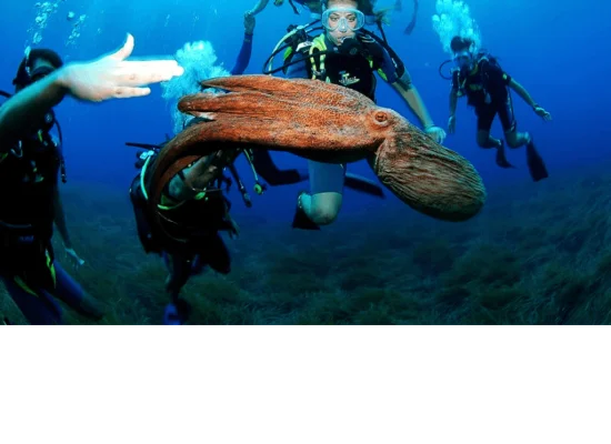 Plongée sous-marine en Croatie
