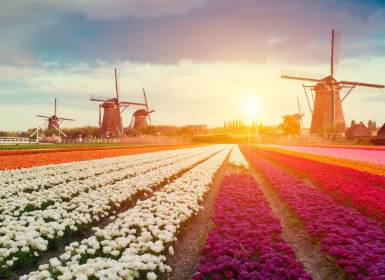 Découverte culturelle à rotterdam