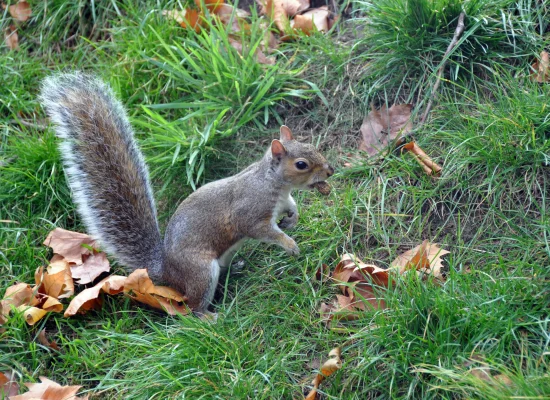 écureuil Londres