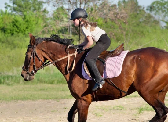 equitation sejour linguistique culford