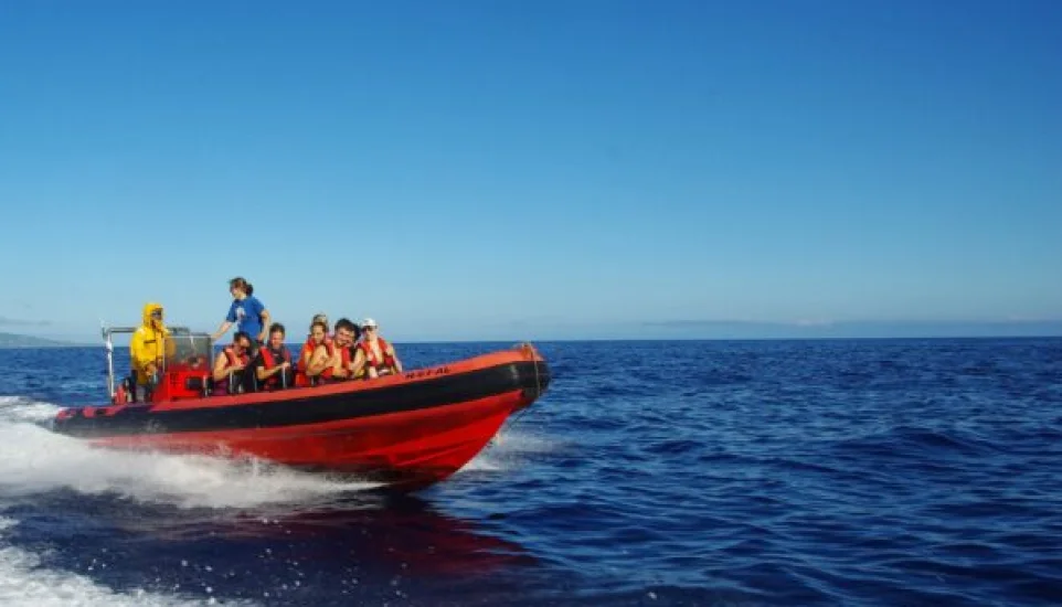 Sortie dauphins Acores