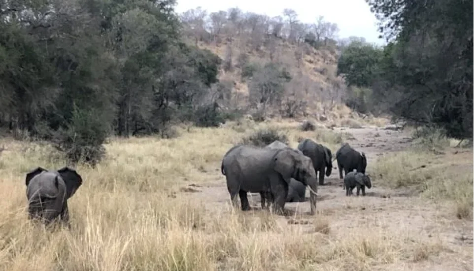 Eléphants
