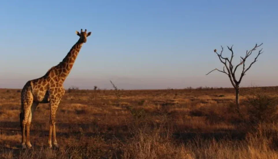 Girafe