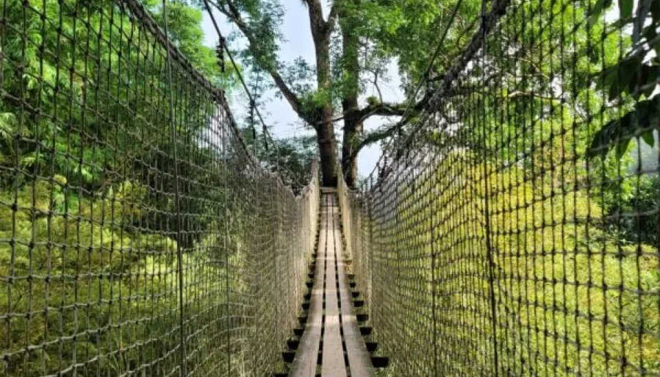 Pont bois