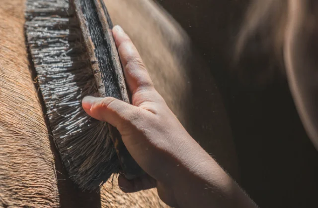 brosse-cheval