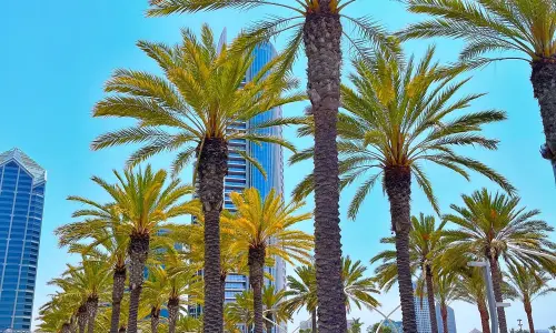 nacel sejour linguistique san diego