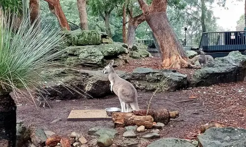 sejour-linguistique-sydney-anglais