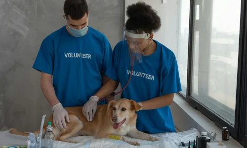 Programme de bénévolat au Canada